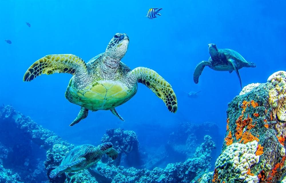 French Cay Marine Park