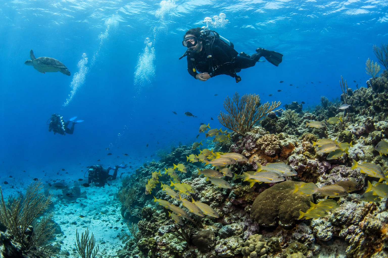 A scuba diver exploring a coral reef in the British Virgin Islands, with a sea turtle and schools of reef fish nearby